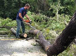 Best Hedge Trimming  in Inkster, MI