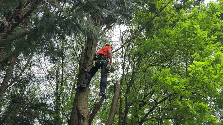 Professional Tree Care Services in Inkster, MI