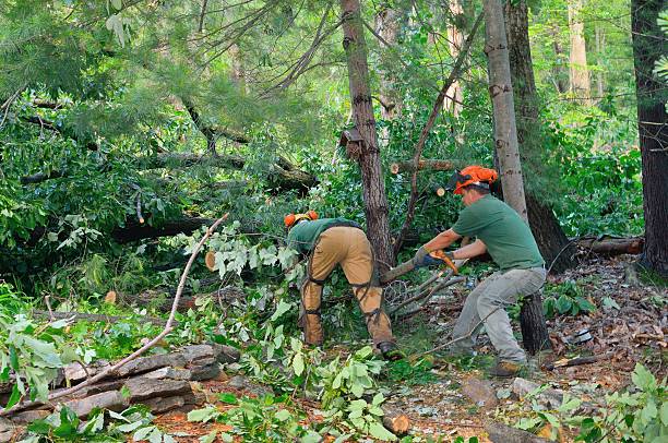 Best Leaf Removal  in Inkster, MI