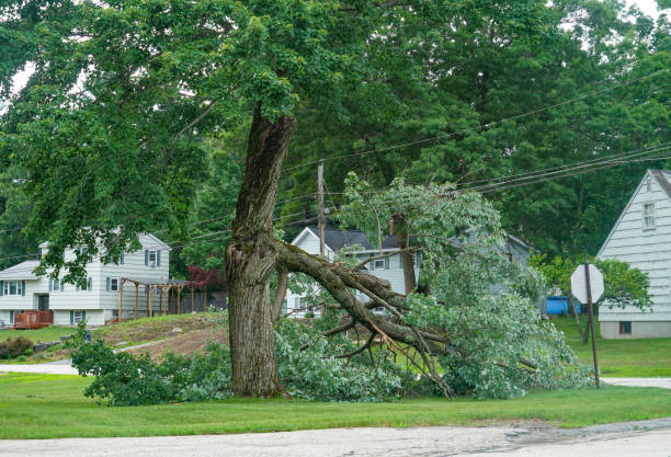 Best Arborist Consultation Services  in Inkster, MI