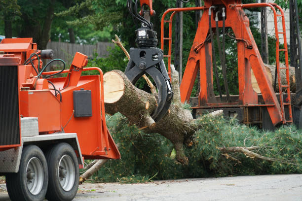 Tree and Shrub Care in Inkster, MI