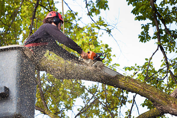 Best Tree Preservation Services  in Inkster, MI