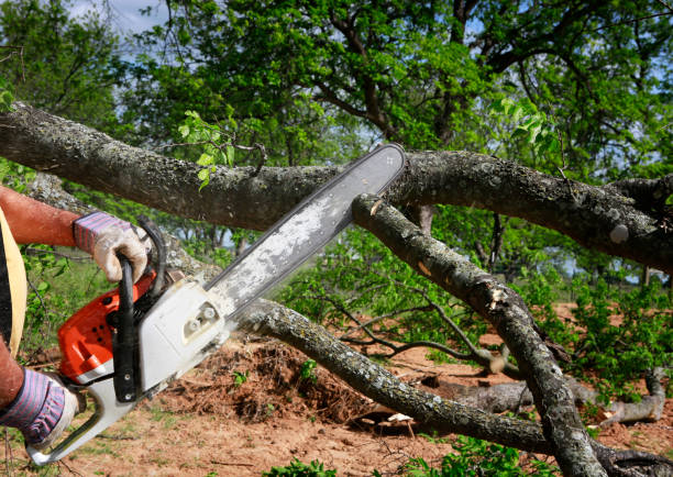 Best Utility Line Clearance  in Inkster, MI